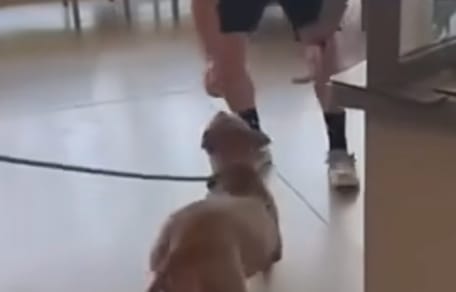 Un chien perdu retrouve son humain