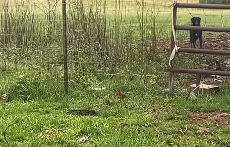 un chien près d'une ferme