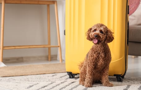 Un chien près d'une valise pour partir en weekend