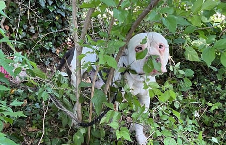 Een hond vast in een bos