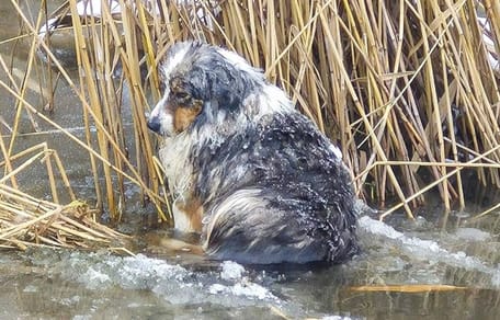 A dog trapped in a frozen river