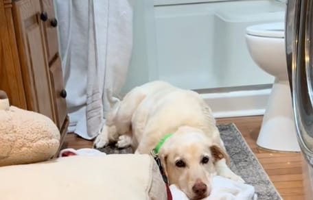 Un chien prostré dans un coin