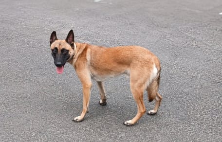 Un cane che è sfuggito all'eutanasia