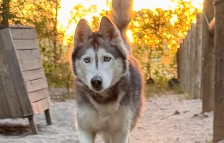 Un chien qui a parcouru des milliers de km