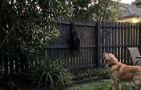 Un cane che abbaia verso un piccolo ospite a sorpresa