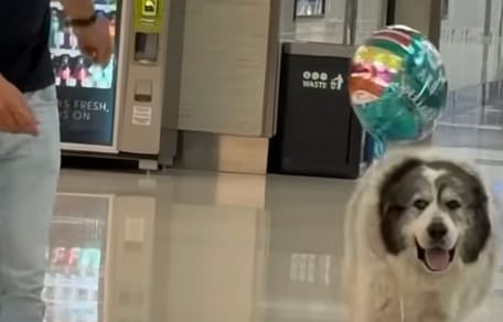 A dog waiting for his human at the airport with balloons