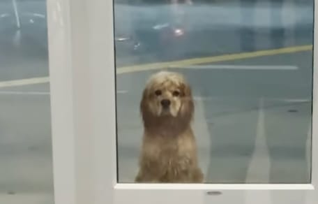 Un chien qui attend sous la pluie