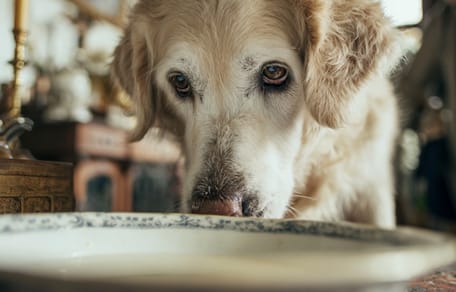 Un chien qui boit dans une écuelle en porcelaine