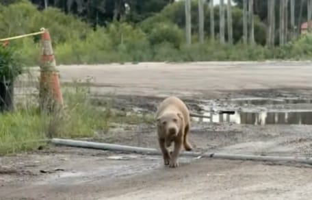 A dog running