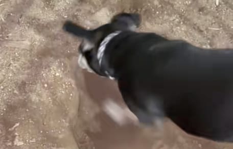 Un chien qui creuse un trou dans la terre