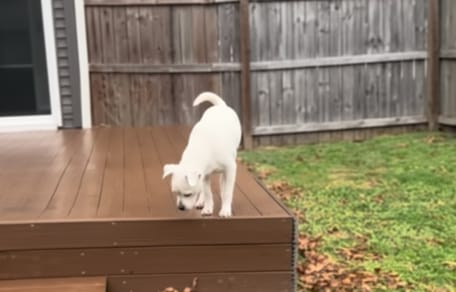 Un cane che scopre il suo giardino per la prima volta