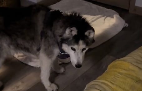 Ein Hund, der nachts umherirrt