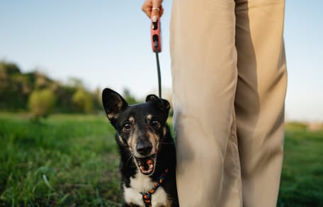 Un chien qui fait un sourire