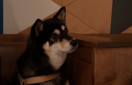 Un chien qui fête son anniversaire