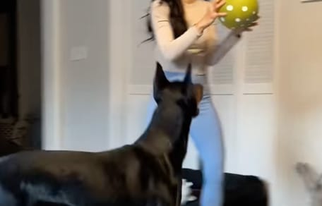 Un chien qui joue au ballon