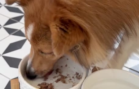 un chien qui mange