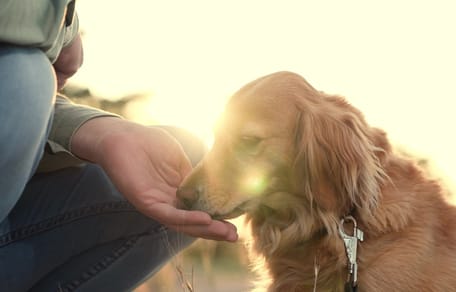 Un chien qui mange un aliment complémentaire