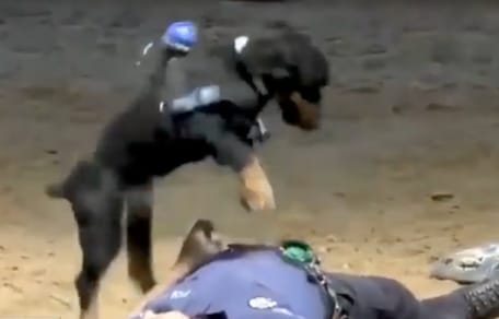 a dog performing CPR