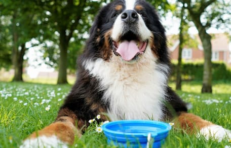 Un chien qui prend le soleil