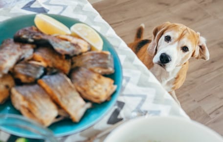 Un chien qui regarde sur la table à manger