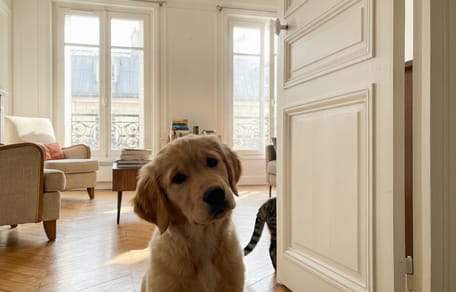 Een hond die verbaasd naar een deur kijkt