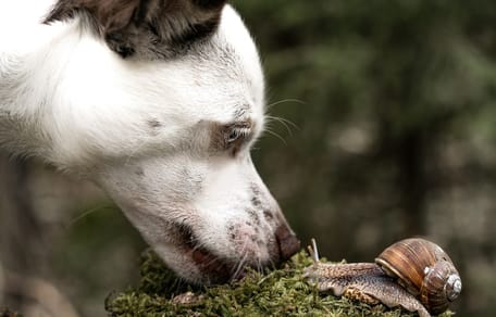cane odora una lumaca