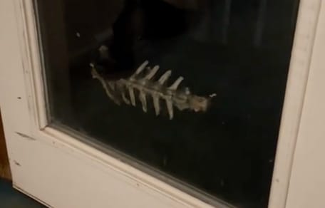 Ein Hund hält ein Skelett im Maul
