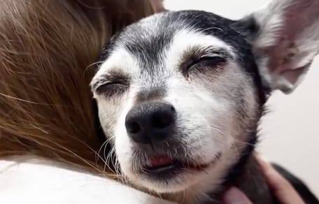 Un chien rat terrier dans les bras de son humain