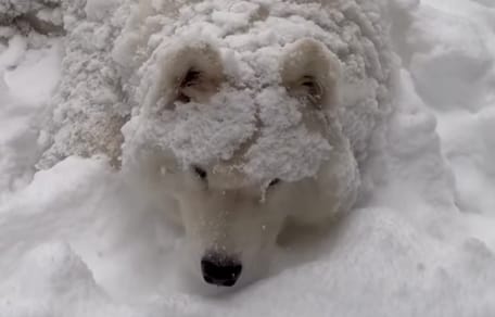 A Samoyed dog shivering in the snow