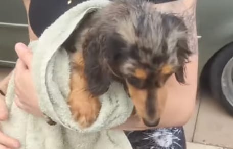 Ein geretteter Hund im Wald