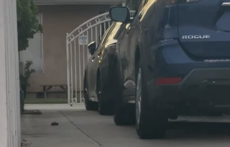 Ein Hund versteckt sich unter einem Auto