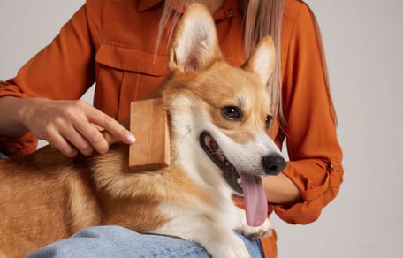 Un chien se fait brosser par son humaine
