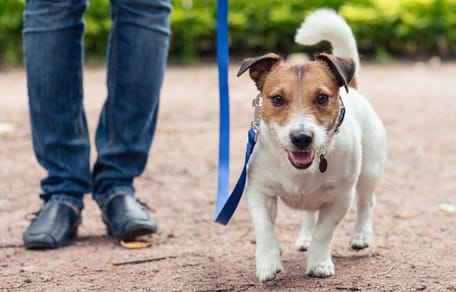 Een hond wandelt op straat