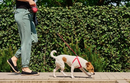 Un chien se promène en ville