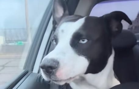 « Elle a tout de suite compris » : la réaction hilarante d'une chienne qui réalise où sa maîtresse l'a emmenée