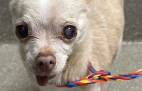 Un chien senior