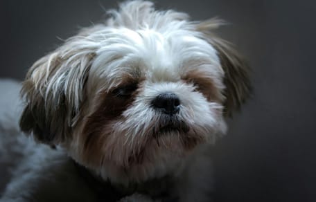 Un chien Shih Tzu