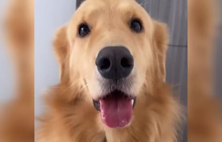 Een lachende hond