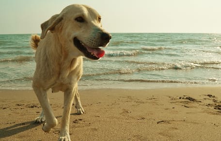 Un chien sur la plage
