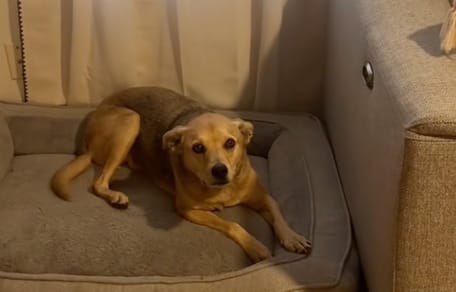 Un chien sur un canapé