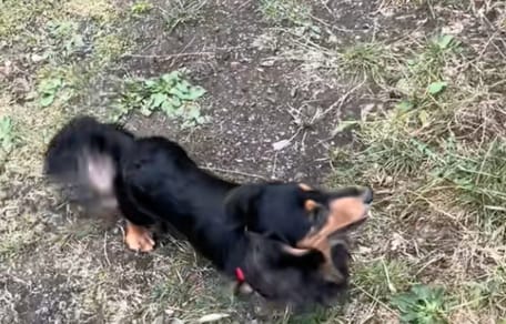 A Dachshund dog in a garden