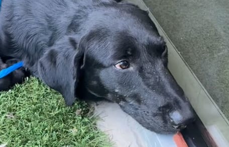 Ein trauriger Hund im Tierheim
