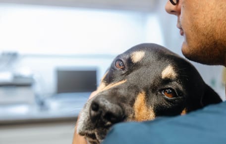 Un chien triste qui va chez le vétérinaire