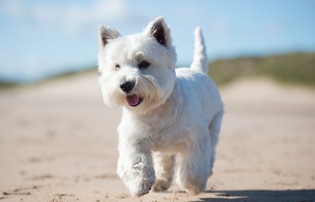 Un chien West Highland White Terrier