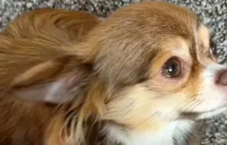 Ein Chihuahua