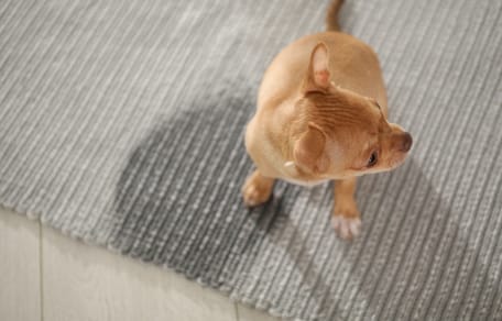 Ein Chihuahua