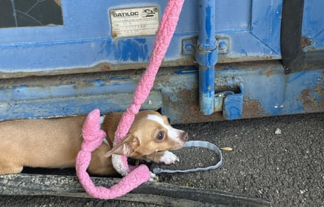 Chihuahua porzucony w czasie upałów bez wody