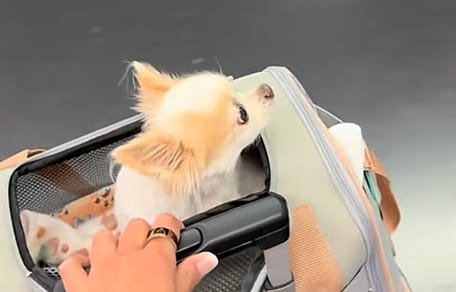 Chihuahua pod kocem