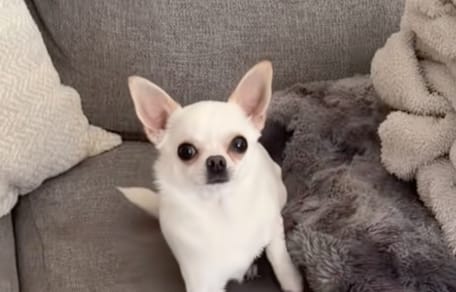 Un chihuahua su un divano