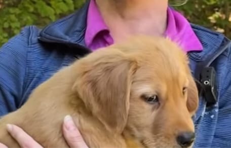 Un chiot